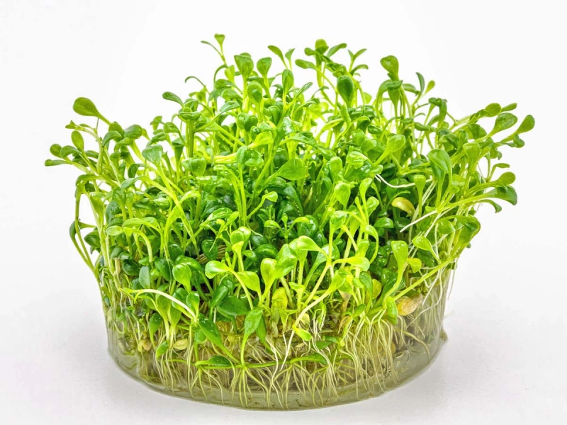 Australisches Zungenblatt - Glossostigma elatinoides in vitro